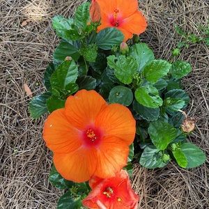 Meet your Posher, AP